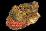 Bright Orange Crocoite Crystal Cluster - Tasmania #106816-1